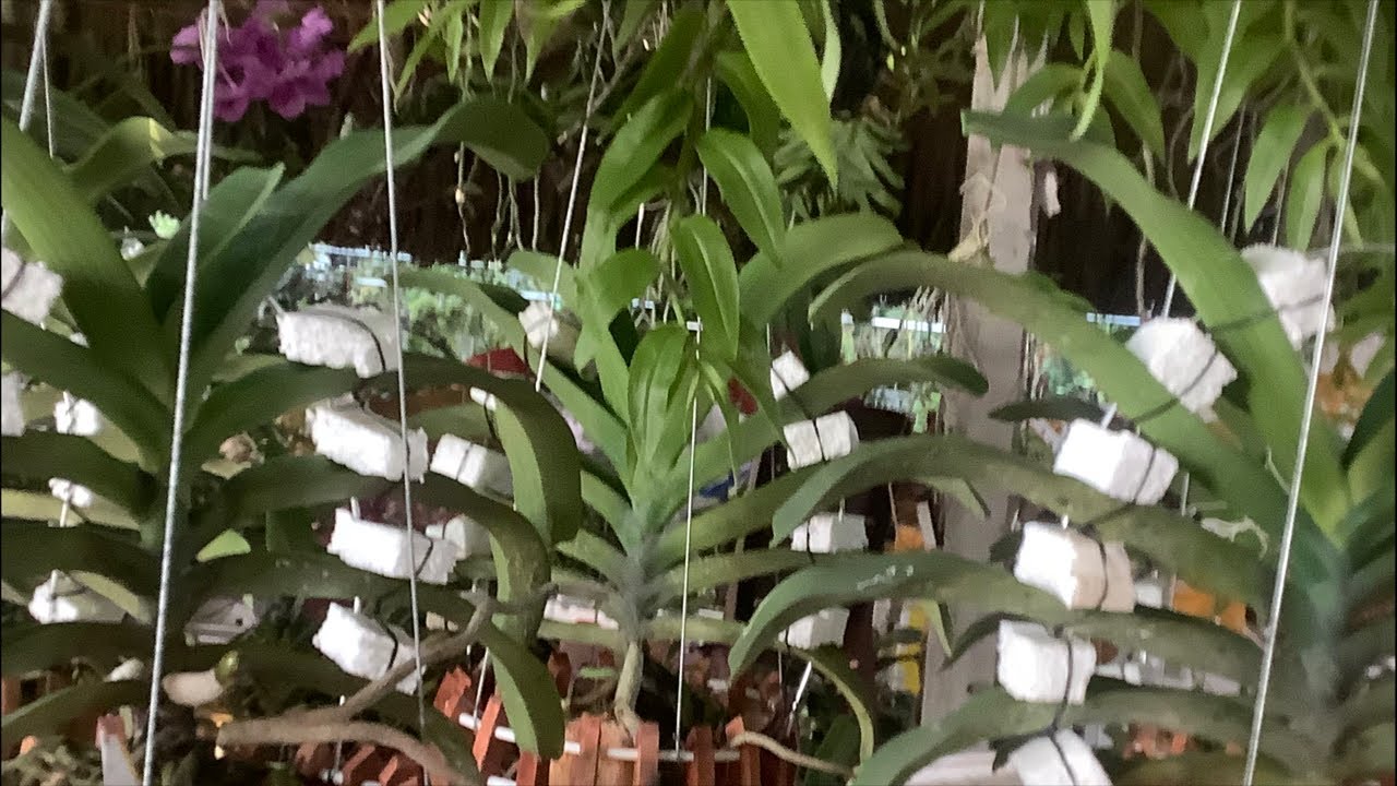 LAN ĐẸP TỐI 6/12.0931114957