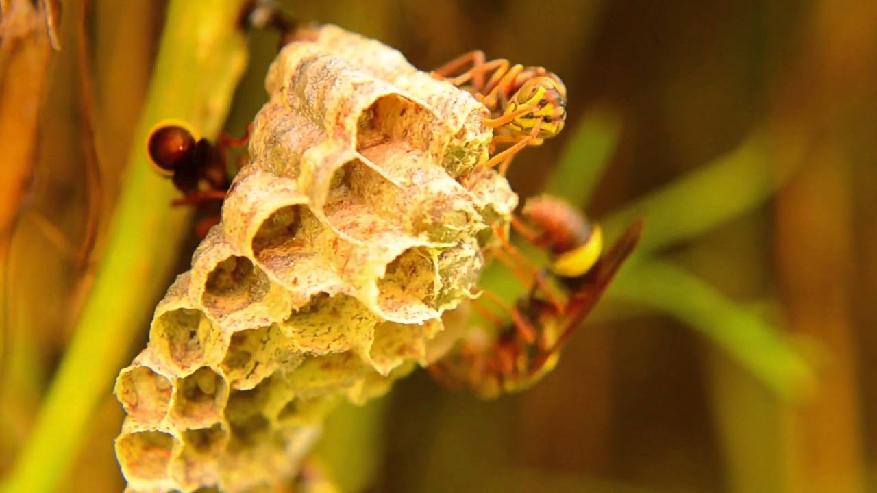Wonderful Insects Macro Video HD 1080P