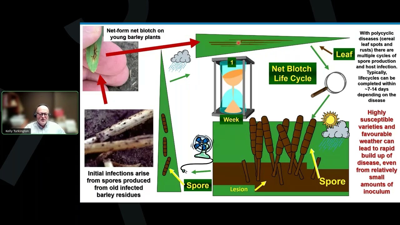 When the Rains Return - Are You Ready for Cereal Disease Comebacks?
