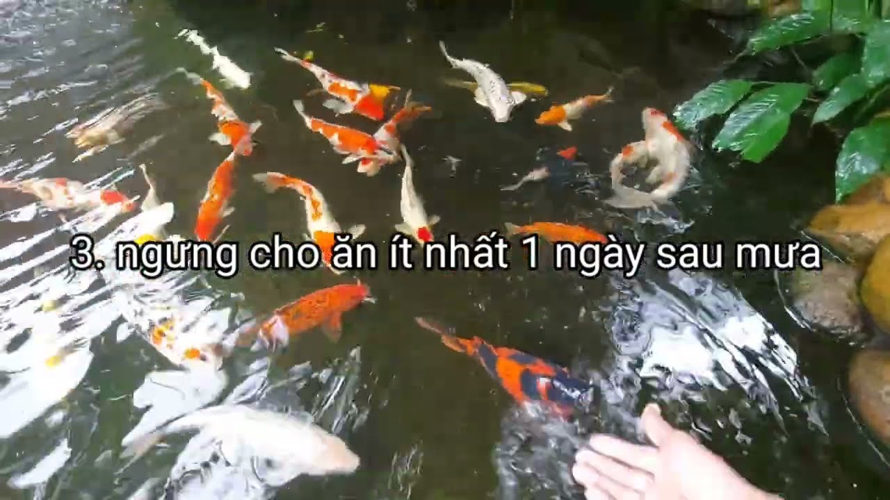 cách luyện cá koi nhật. Mưa đầu mùa và cách xử lý.