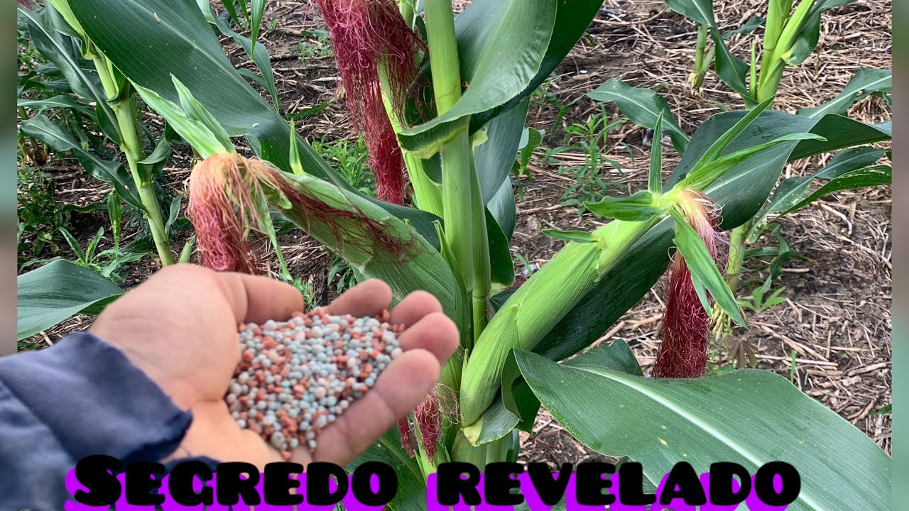 Qual adubo seu milho vai precisar para desenvolver bem e dar espiga grande do começo ao fim!!