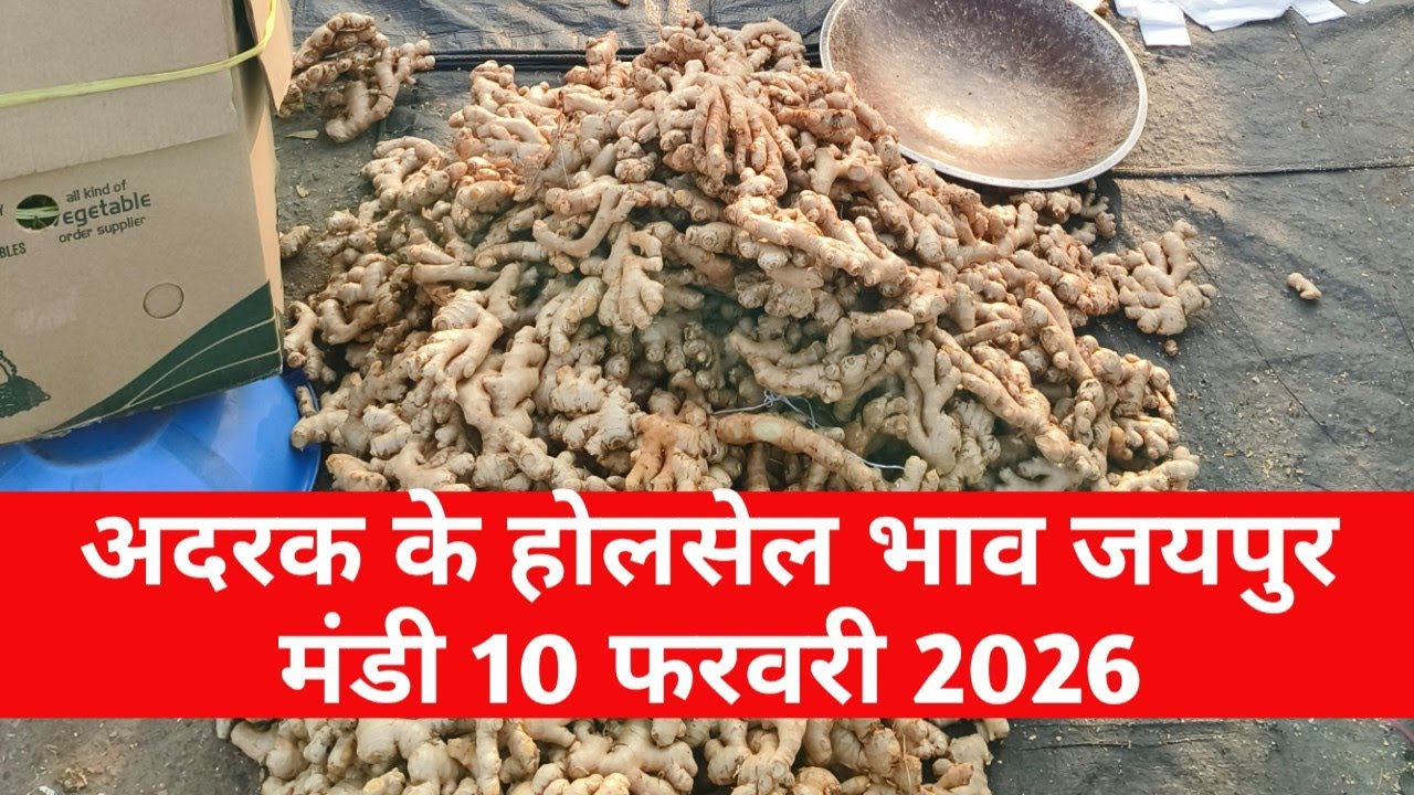10 फरवरी 2026 अदरक का भाव / today जिंजर rate /नया अदरक के होलसेल भाव / muhana mandi jaipur