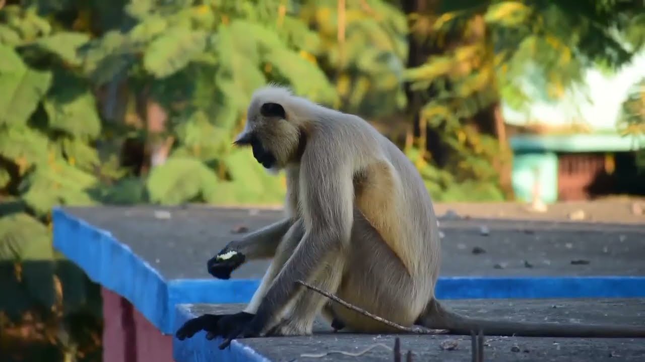 The northern plains gray langur।।species of primate in the family Cercopithecidae।।#Nature