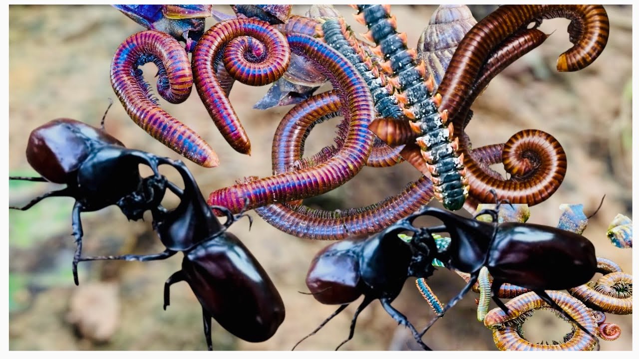 Wow, the gods and the snails are very big.#animals #snail #share #usa 