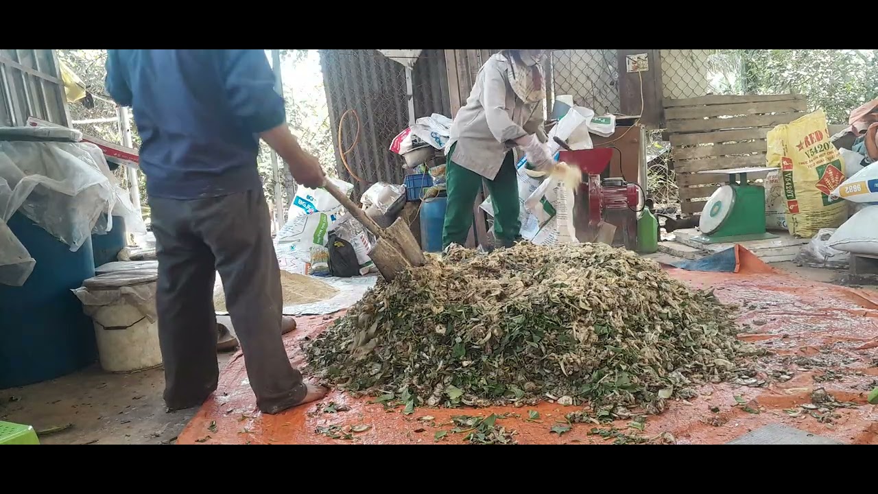 Nông dân AI cách trộn cám heo cho độ đạm cao 
