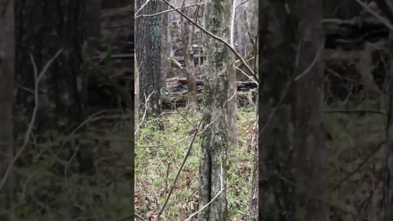Hard Gobbling Turkey