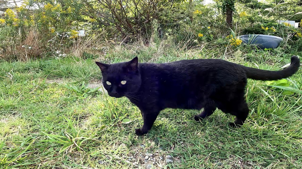 【田代島】【猫島】黒猫がついて来いと言われたのでついて行ったら・・・