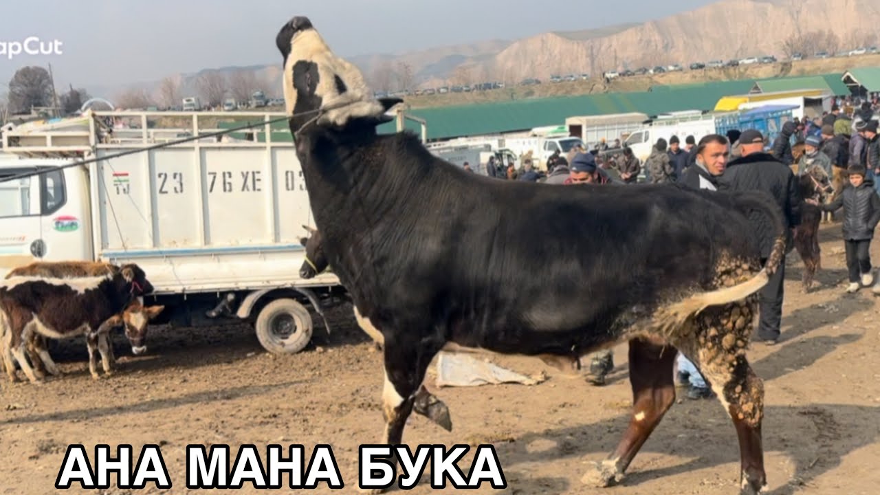 ШАНБЕБОЗОРИ ФАРХОР БОЗОРИ ДЕВОНААА ШУД,  ИН САВДОРА БИНЕД,     1 февраля 2025 г.