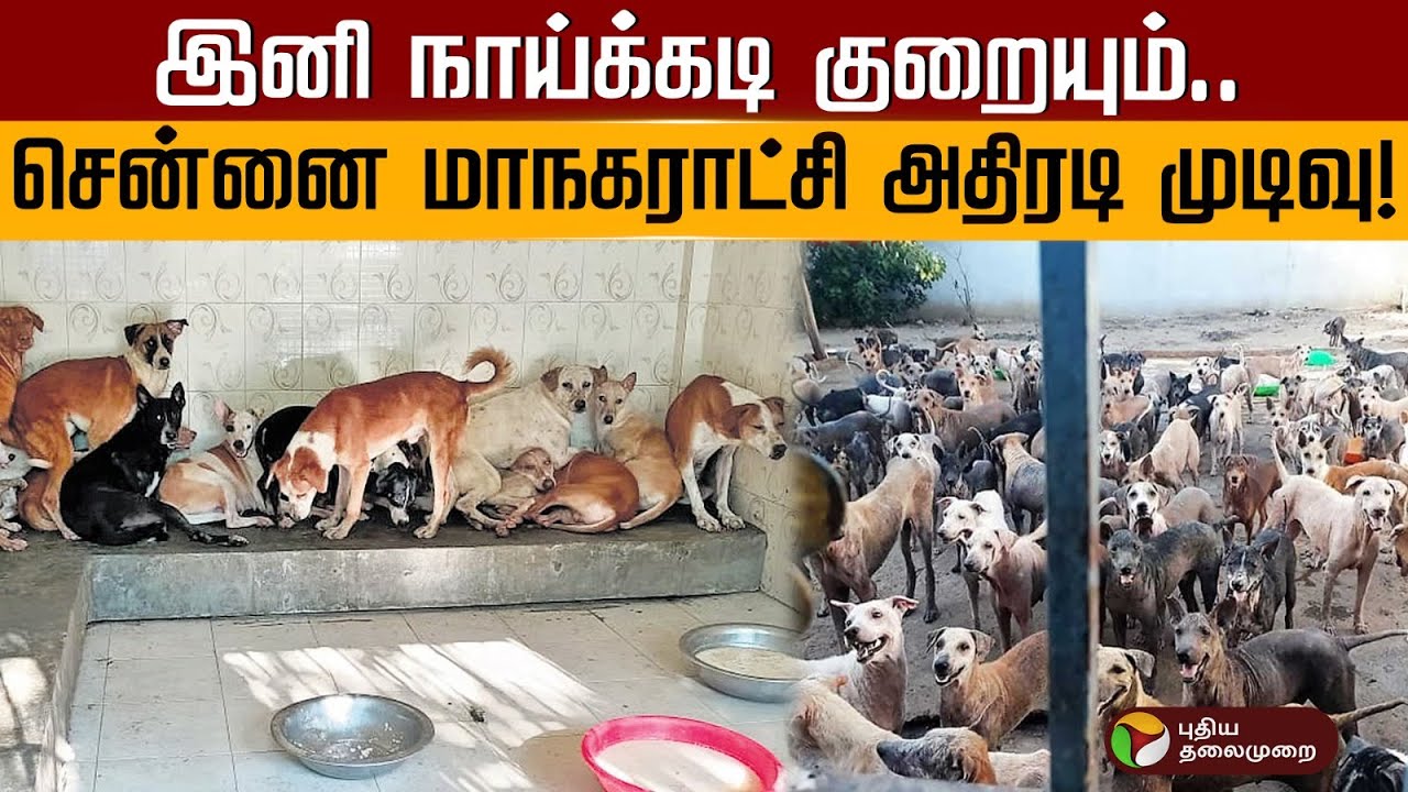 இனி நாய்க்கடி குறையும்..சென்னை மாநகராட்சி அதிரடி முடிவு! | PTD