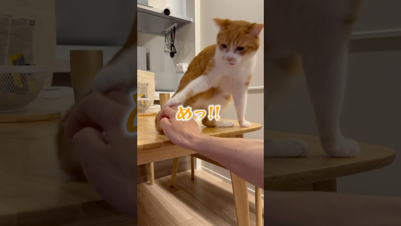 尻尾を触る度に段々怒り方が強くなる猫。