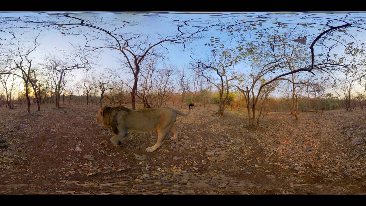 Gir National Park in 360° | A Virtual Reality Experience