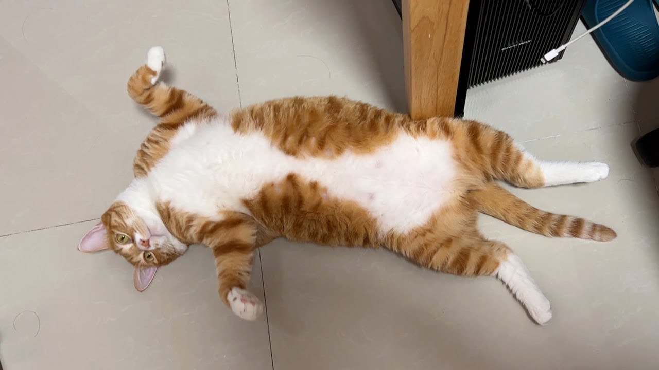 这是我家猫每天在家的状态，它看起来就非常幸福自在