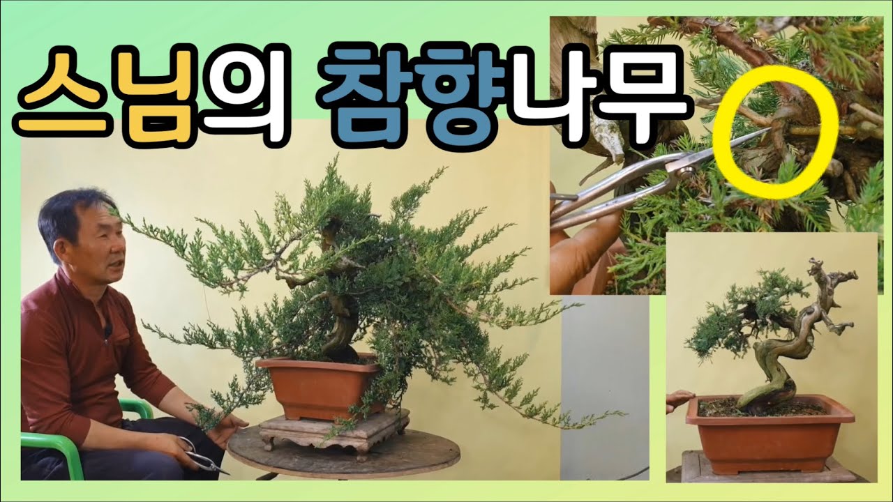 분재관리 102강 스님의 참향나무