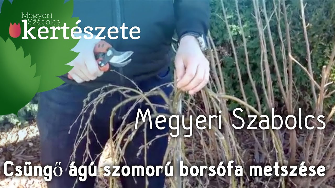 Caragana arborescens 'Pendula' - Csüngő ágú szomorú borsófa tavaszi ifjító metszése