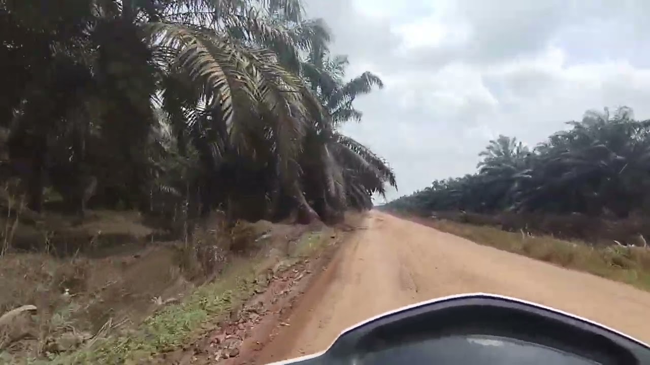 jalan kebun sawit