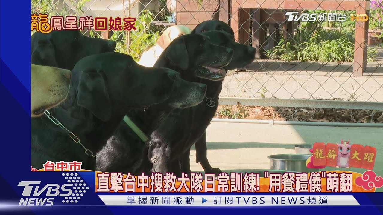 直擊台中搜救犬隊日常訓練! 「用餐禮儀」萌翻｜TVBS新聞 @TVBSNEWS01