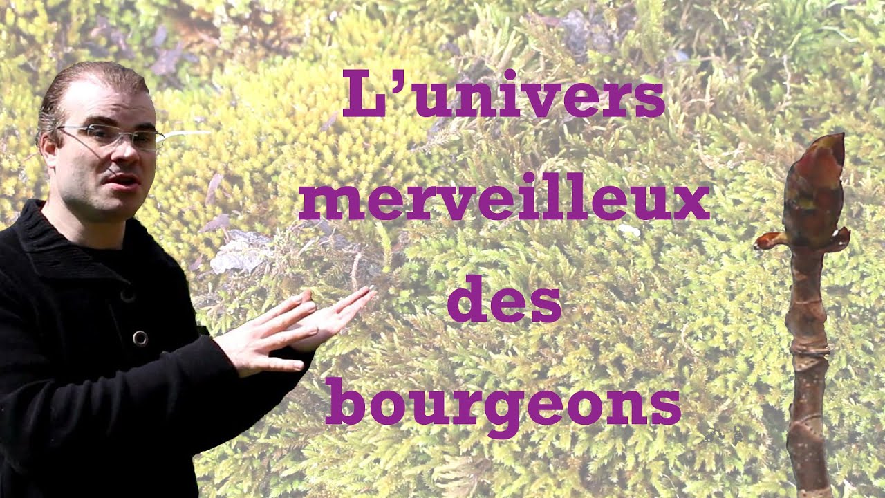 L'univers merveilleux des bourgeons