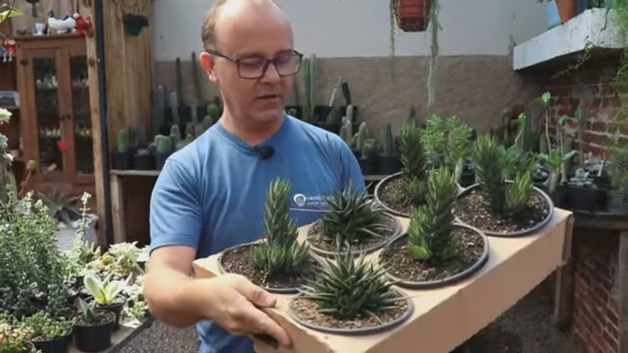 DIY , A MAIS LINDA CASA DE FADAS COM SUCULENTAS NO JARDIM.