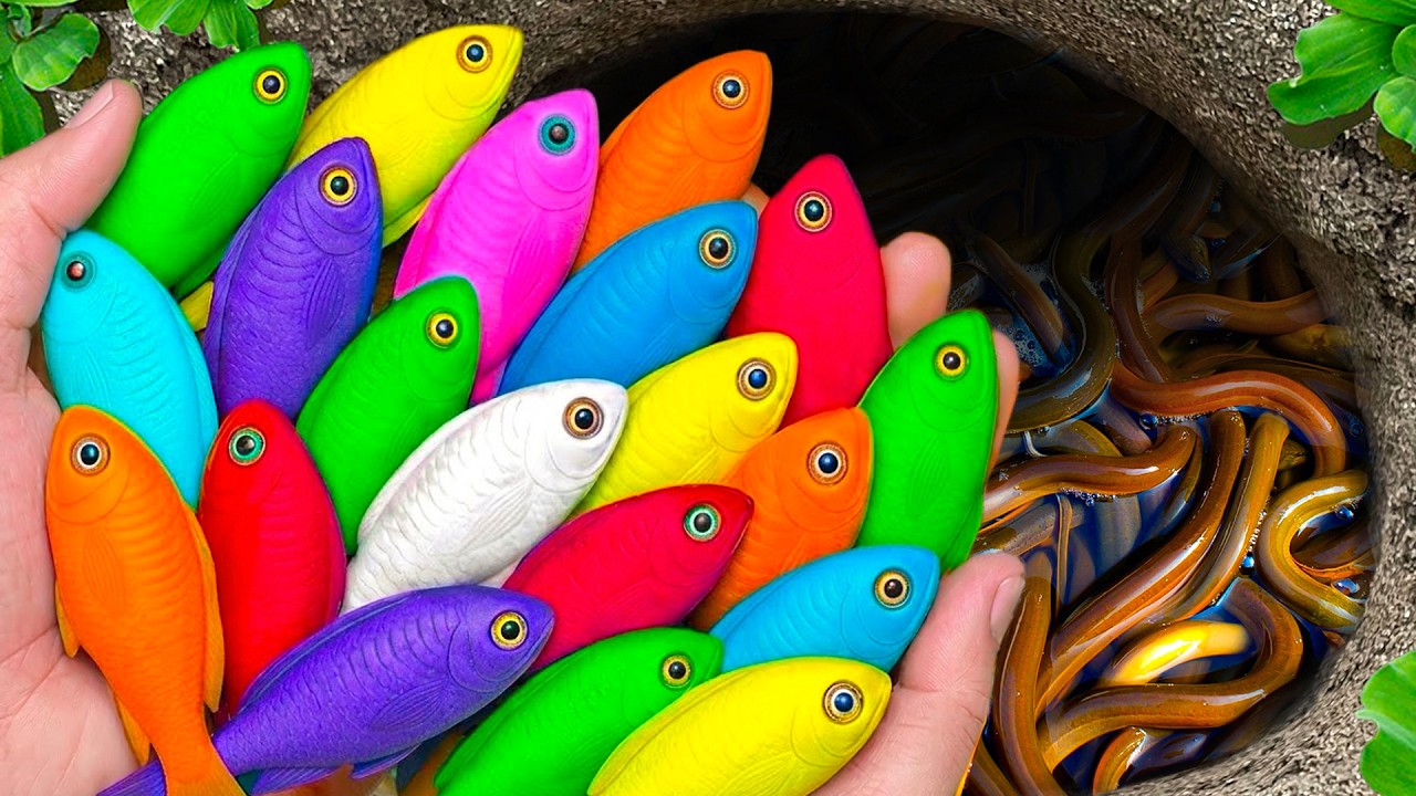 Catch Freshwater Aquarium Fish in Giant Colorful Egg, Tropica Fish, Pencilfish, Turtle, Gourami Fish