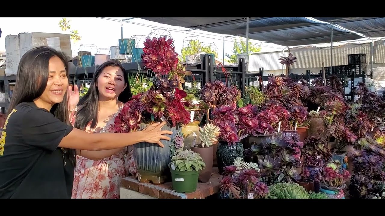 MiMi's Nursery Important rare succulents and cactus for sale 📞 1-(714) 489 -1876 USA 07/17/23