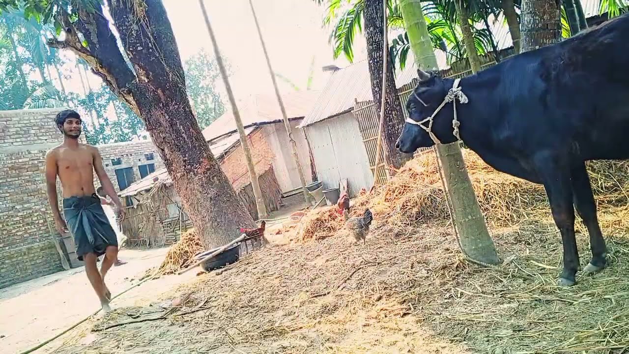 গরুকে গোসল করানোর সঠিক পদ্ধতি | Cow Bathing Method | গরুর খামার টিপস