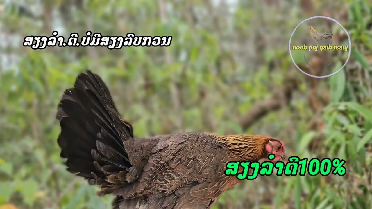 suab poj qaib seev zoo heev ສຽງໄກ່ແມ່ລຳດີທີ່ສຸດເລີຍ2025