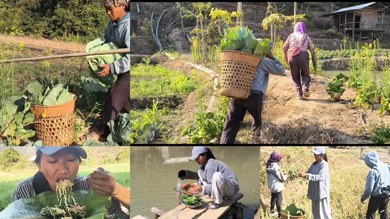 Collecting fresh veggies |PaddyField| FreshHarvest| FreshFromTheField