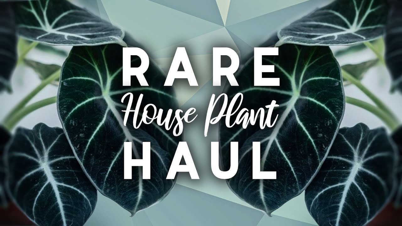 Rare Plant Haul! | 7 New Houseplants! | Spring 2019