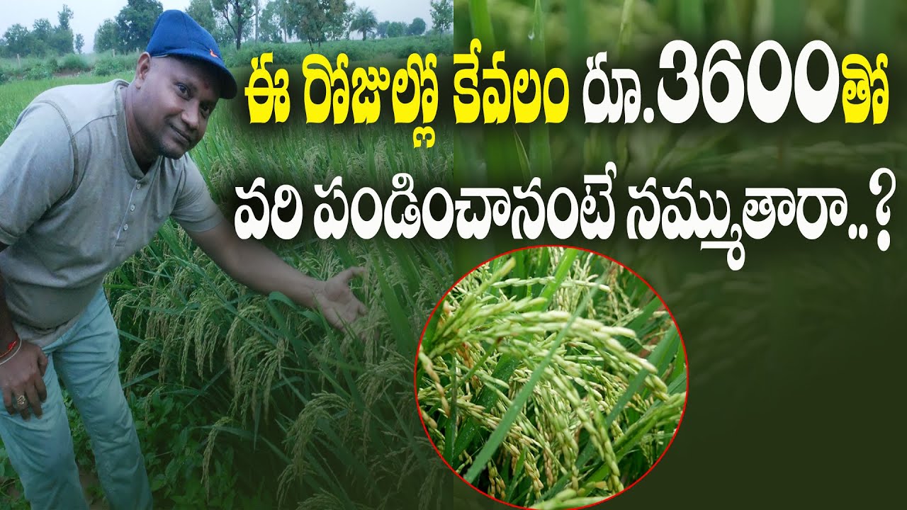 E87 | కేవలం రూ3600తో వరి పండించానంటే నమ్ముతారా వరిలో కలుపు నివారణ | no weed in paddy | @GramaBazaar