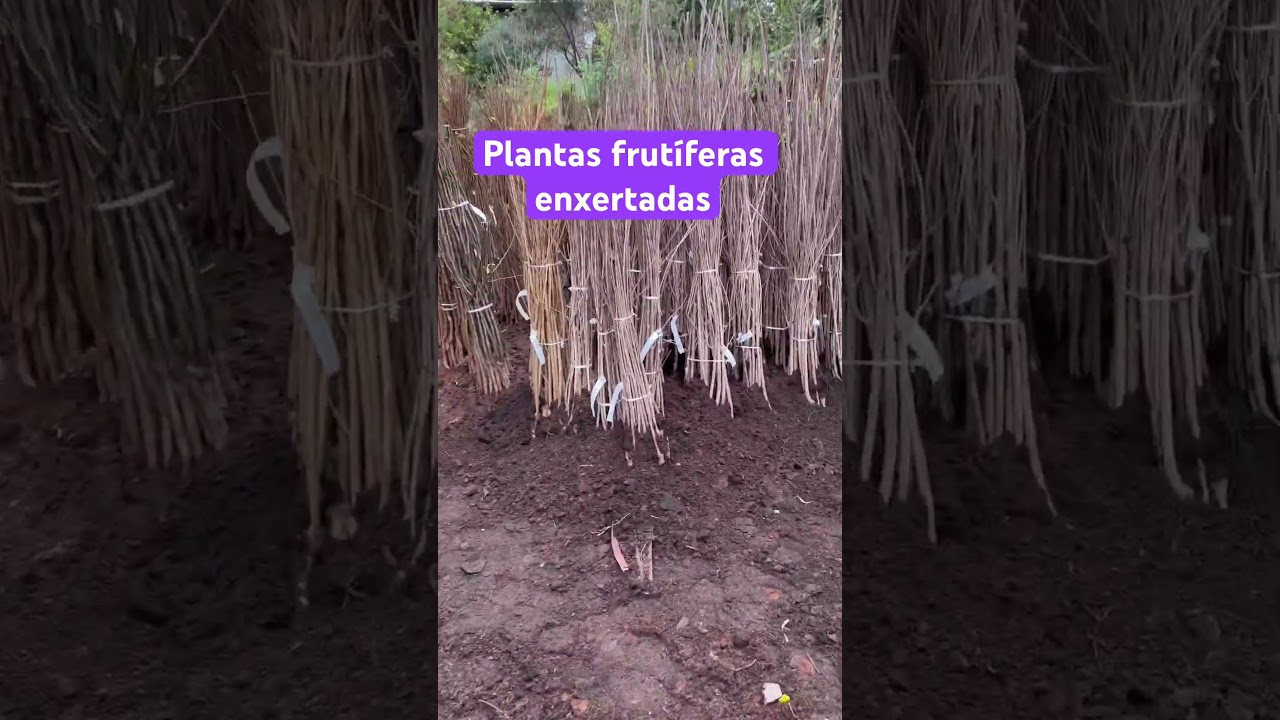 Plantas frut&iacute;feras enxertadas da mondini plantas