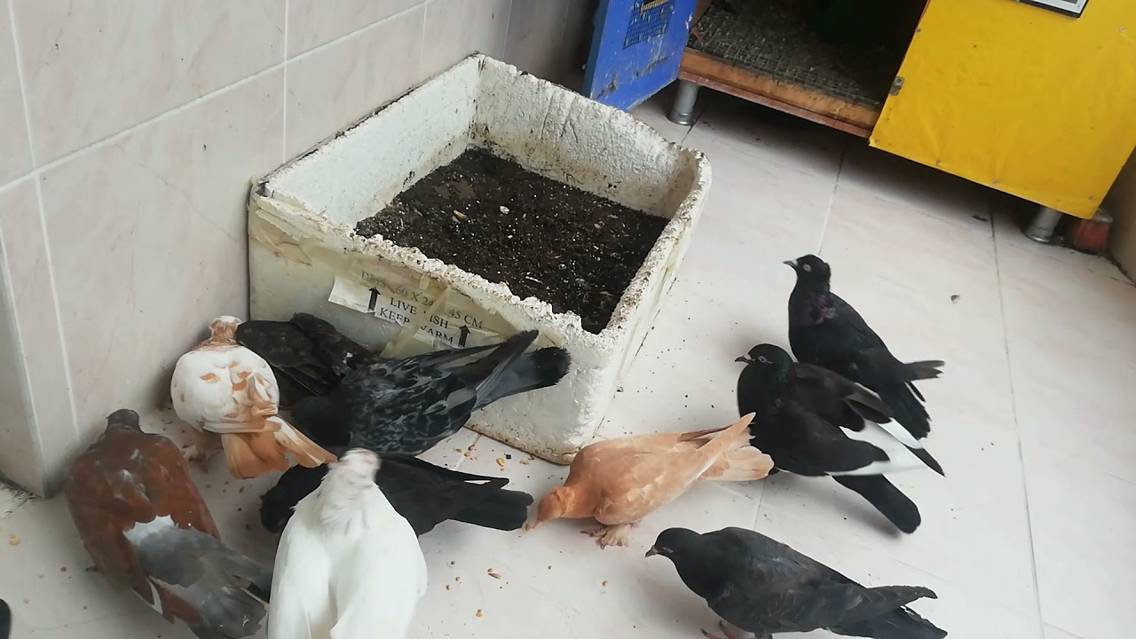 güvercinlerde son durum