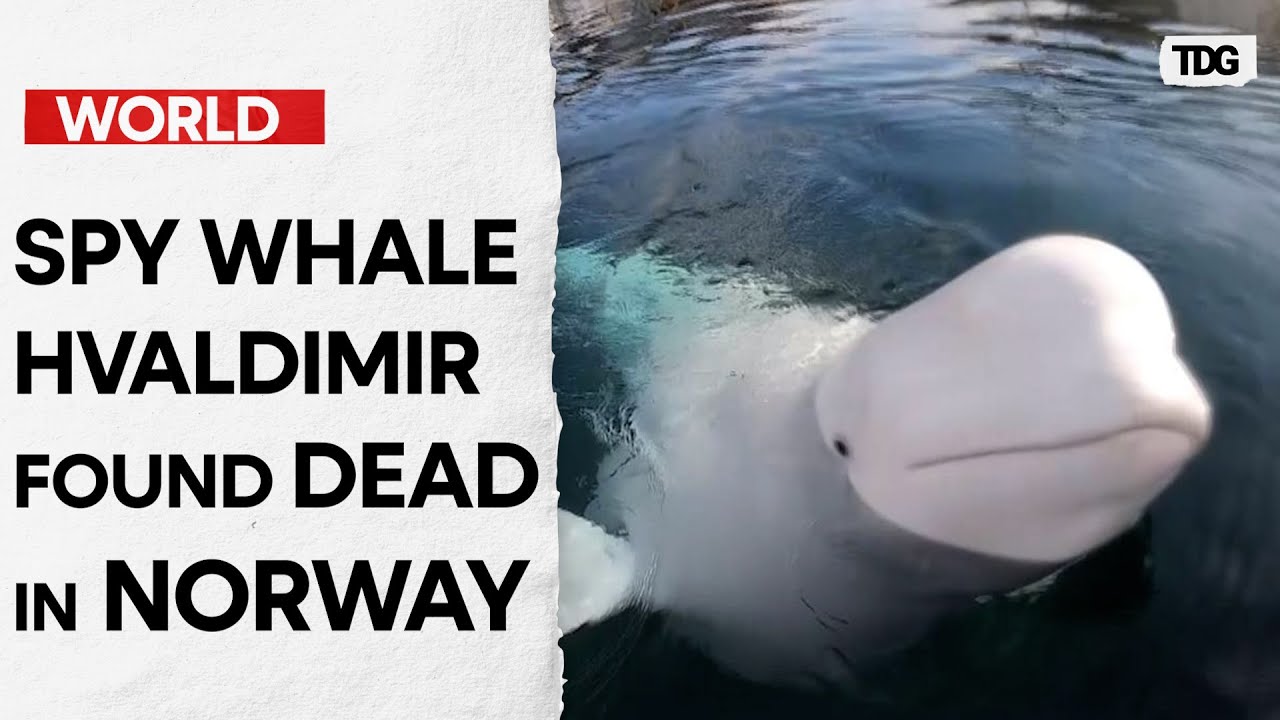 Celebrity Whale with &lsquo;Russian Spy&rsquo; Ties Found Dead in Norwegian Waters