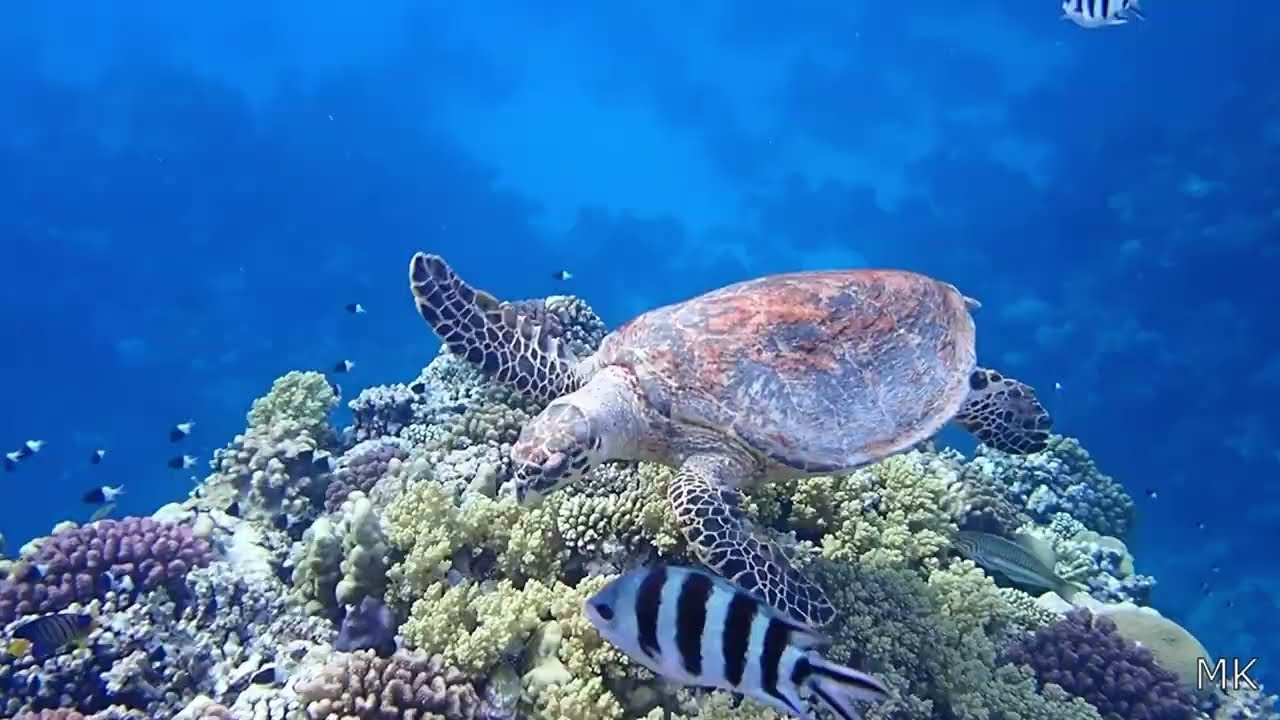 RED SEA - EGYPT 39 - TURTLE ON CORAL 2 /BERENICE /