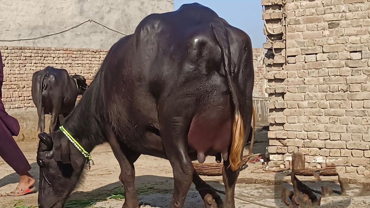 Pure nili Ravi Buffalo's for sale in Punjab Pakistan on YouTube 22 February 2026