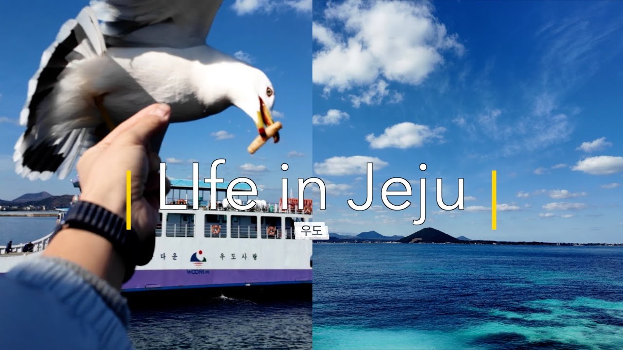 🇰🇷 1월 Jeju VLOG | 고집쟁이 육지사람 모시고 우도 관광시켜주기