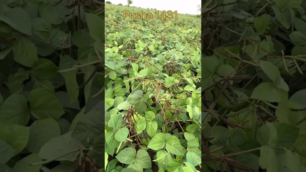 Pusha 1431 – किसान भाइयों के लिए वरदान! 