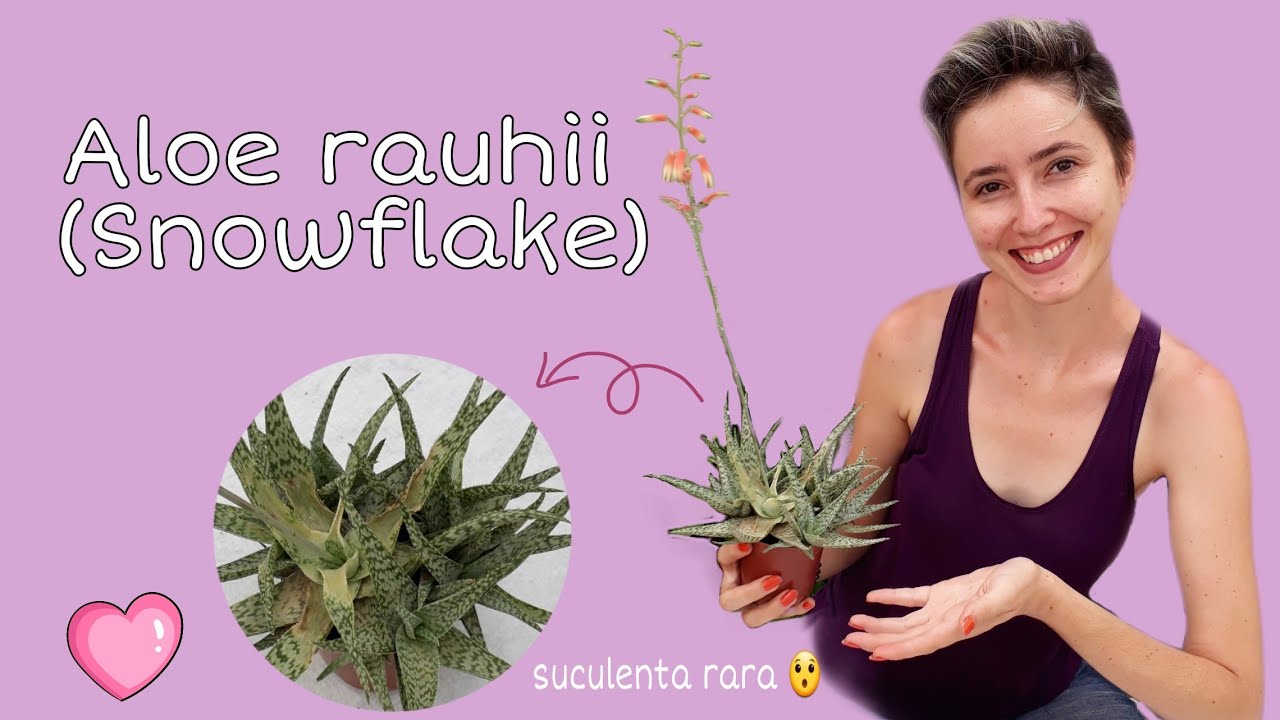 Suculenta Aloe rauhii (Snowflake)