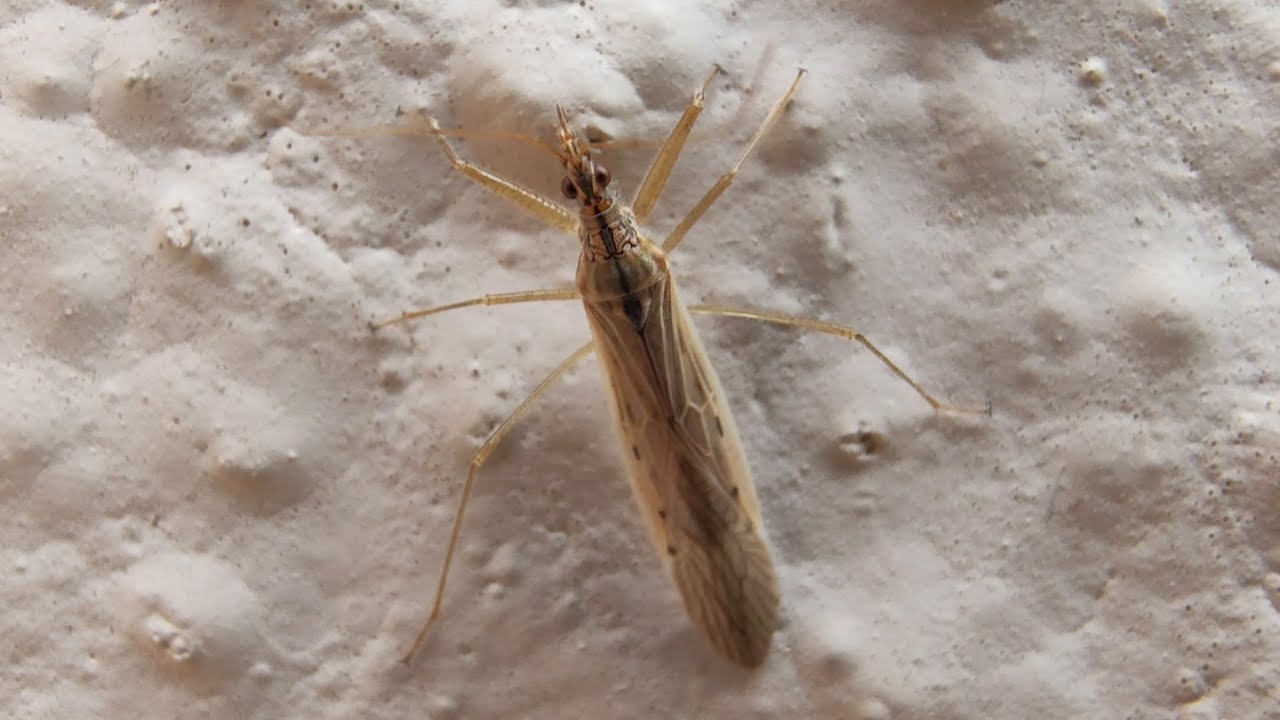 Damsel bug - a generalist Predator| beneficial insect
