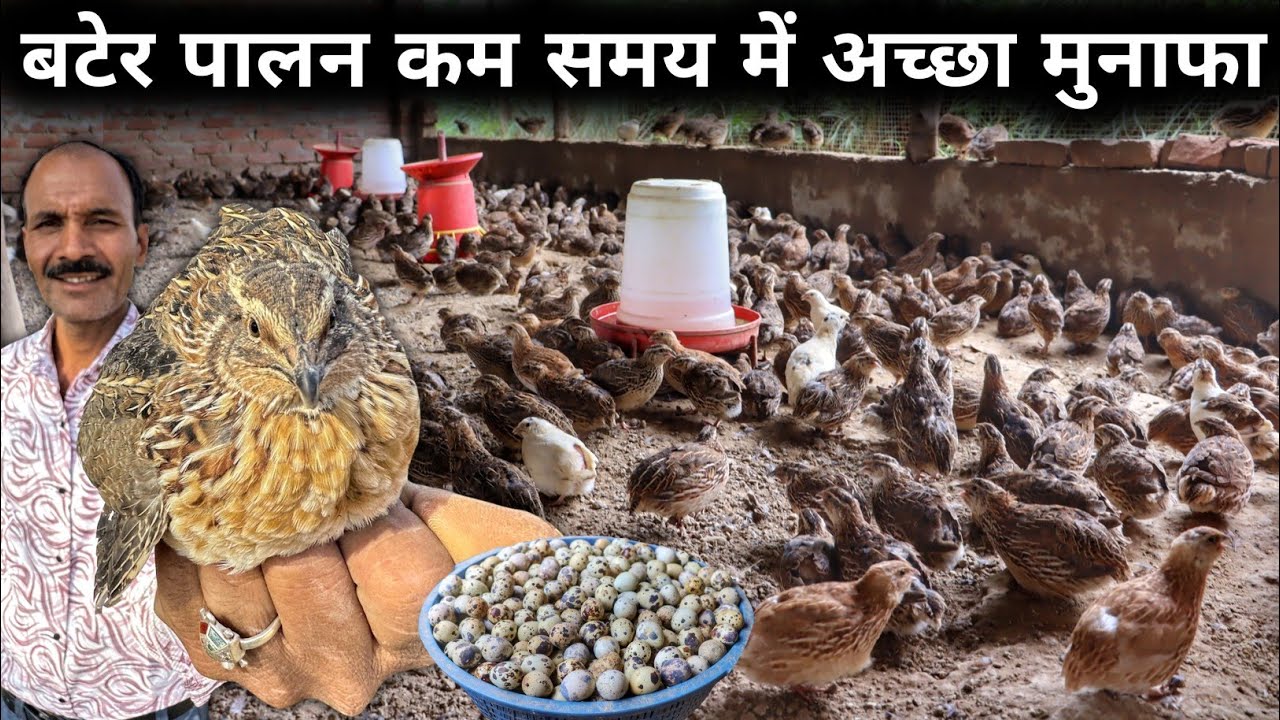 गांव में घर रहकर बटेर पालन से अच्छा Profit कमाता किसान | Quail Farming at Home | Quail Farming