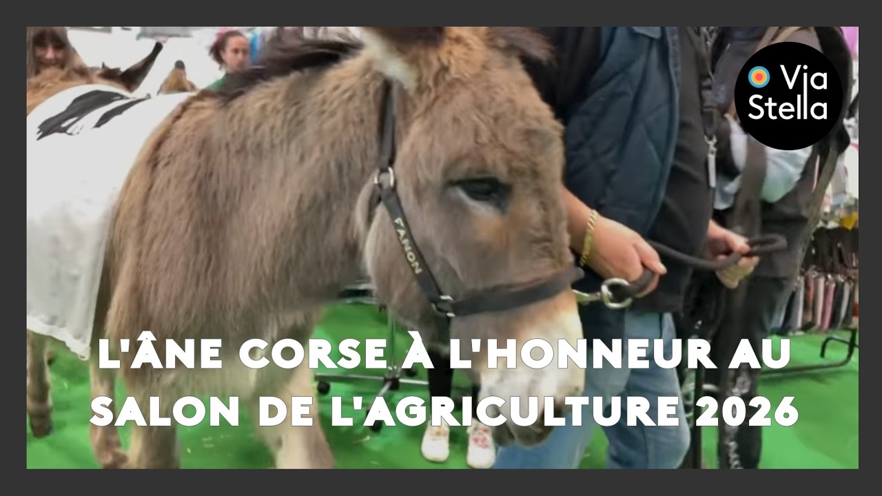 L’âne corse à l’honneur au Salon de l’agriculture 2026