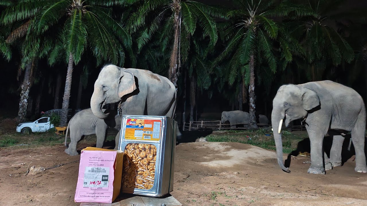 พัสดุจากคุณหมอ🚑🐘🩷