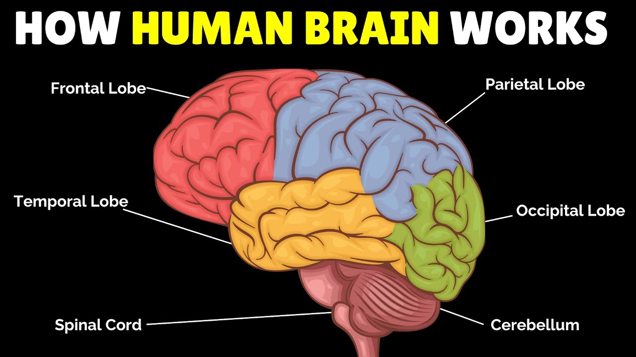 🧠 How the human brain works | Learn Brain Structures and Functions 