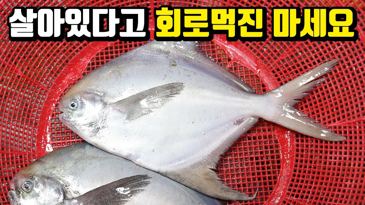 서울에선 절대 못먹는 횟감이 이렇게나 많이..부산 다대포 어시장 후기