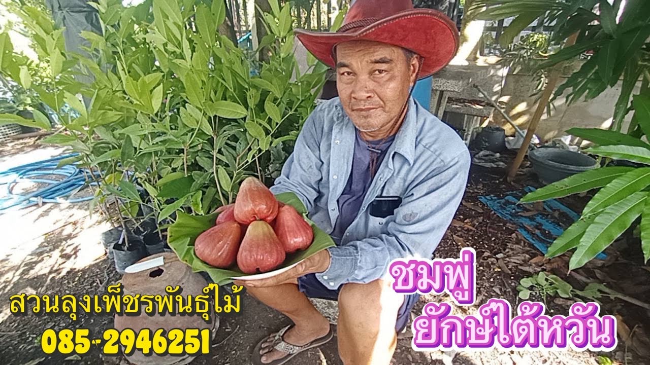 ชมพู่ยักษ์ไต้หวัน ผลใหญ่ เนื้อแน่น หวานกรอบ ปลูกง่าย ให้ผลผลิตไว