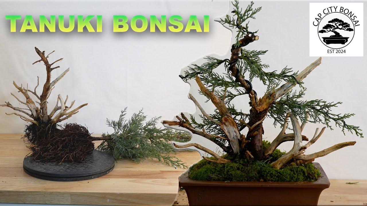 Tanuki Bonsai