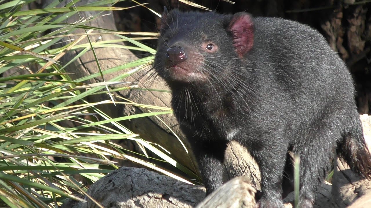 Bonorong Wildlife Sanctuary, Hobart, Tasmania