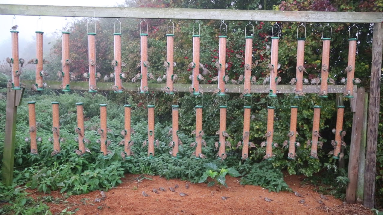 Busy times at the Tree Sparrow feeding station