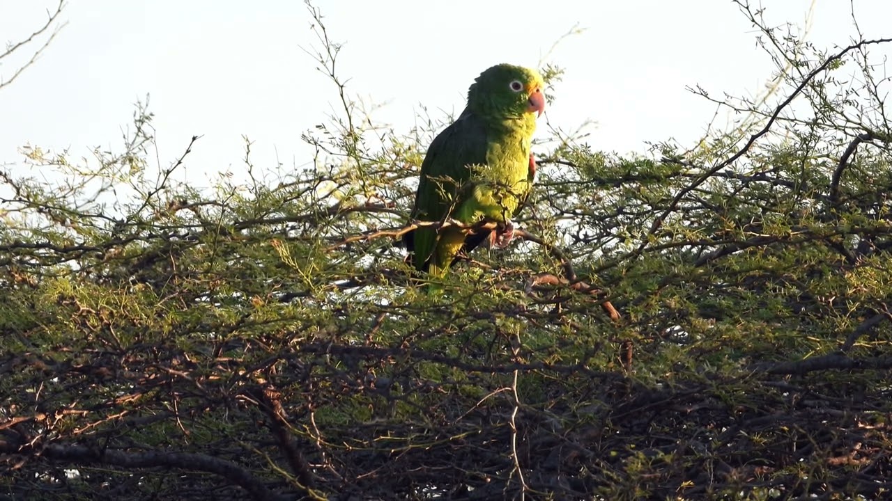 Yellow-crowned Parrot in the rising sun  4K