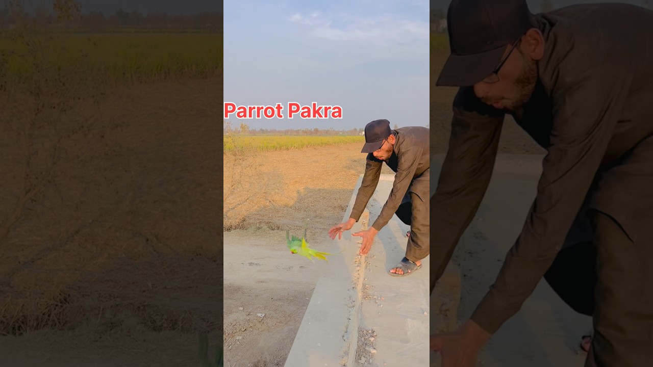 Finally Green Parrot Ko Pakr Lia #greenparrot #parrot #parrotlover #parrottalking #parrotvideo