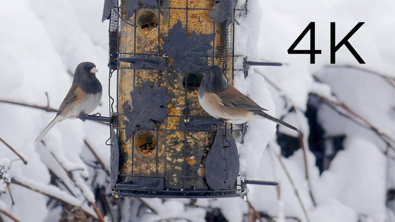 Relax and Kick Back at the Snowy Birdfeeder for Bird Lovers - 4k UHD